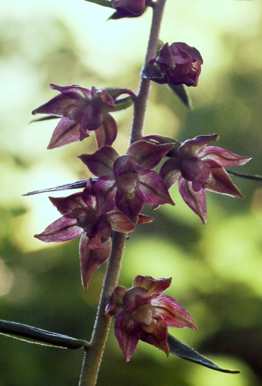 Epipactis helleborine ssp. orbicularis 7148 - Copia.JPG