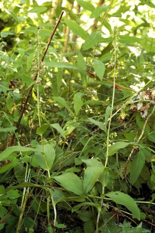 Epipactis helleborine ssp. orbicularis 7143 - Copia.JPG