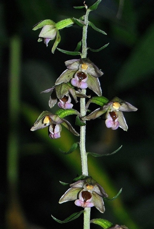 Epipactis helleborine 0003 (2) - Copia.JPG