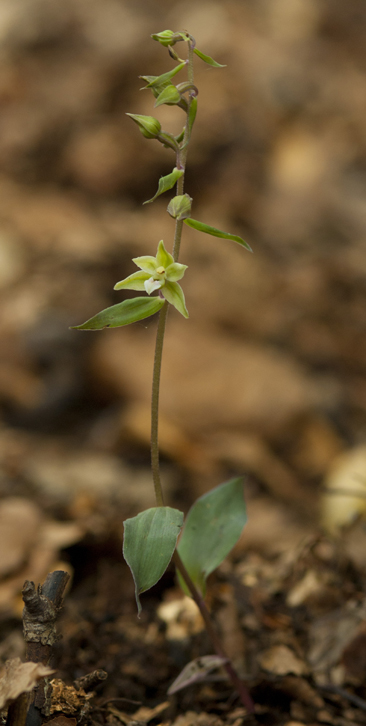 3 Epi purpurata 8073.jpg
