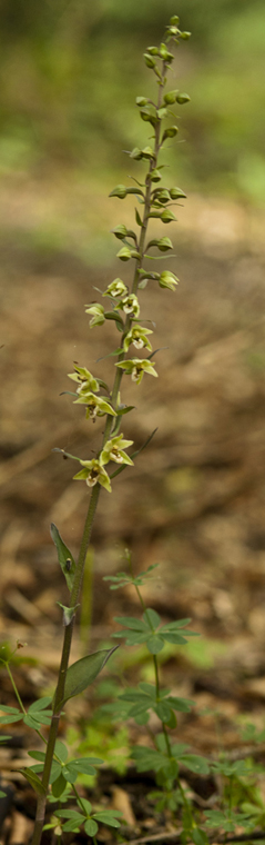 2 Epi purpurata 8045.jpg