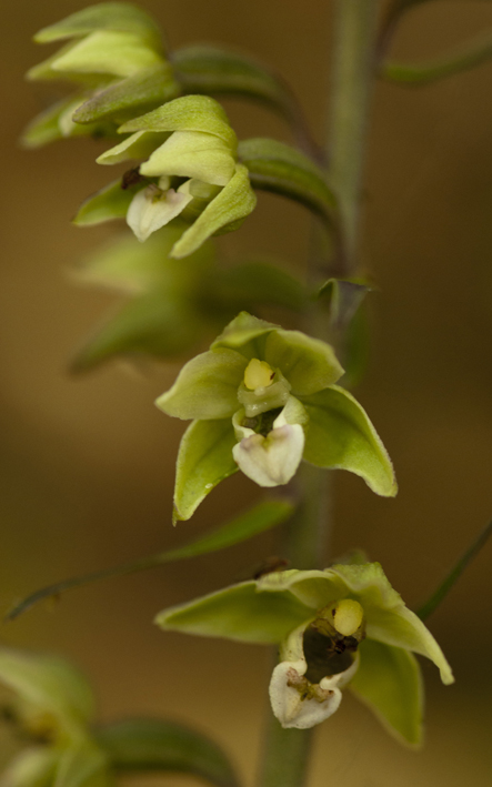 7 Epi purpurata 8053.jpg
