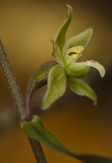 10 Epi purpurata 8066.jpg