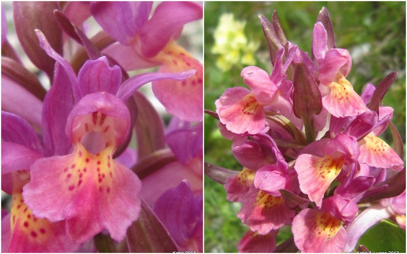 1-Orchidee4.jpg