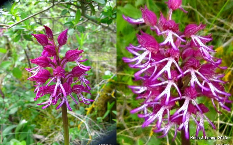 1-Xangustricruris.jpg