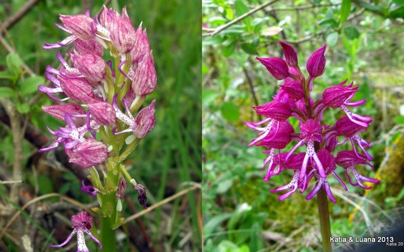 1-Collage1.jpg