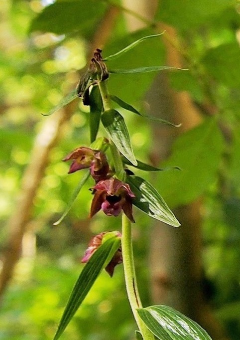 Epipactis atrorubens x helleborine 596.JPG