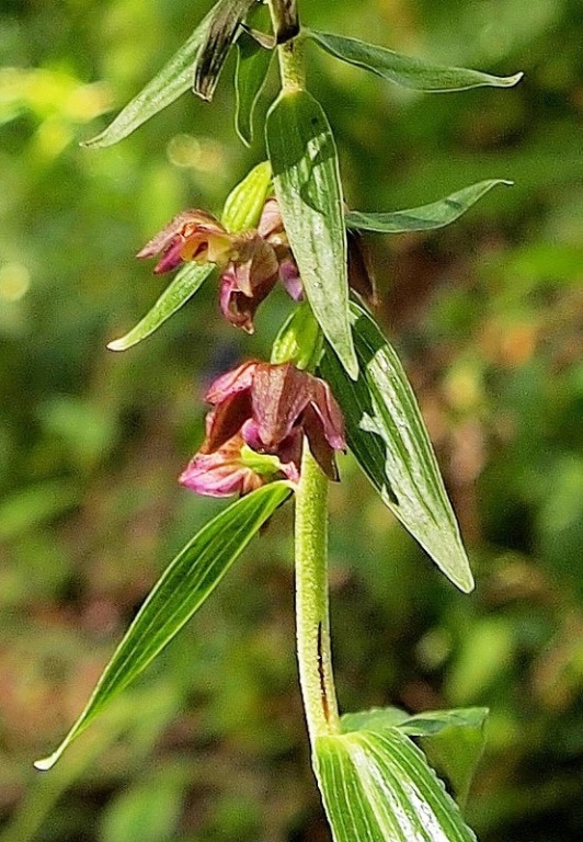 Epipactis atrorubens x helleborine 597 - Copia.JPG