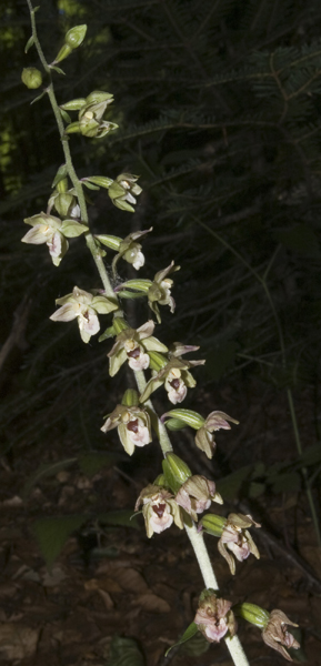 19Epi meridionalis_138.jpg