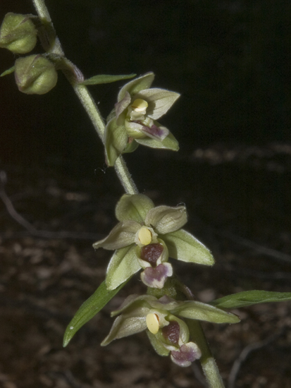 24Epi meridionalis_9686.jpg