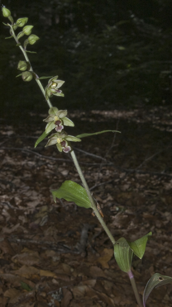 23Epi meridionalis_9683.jpg