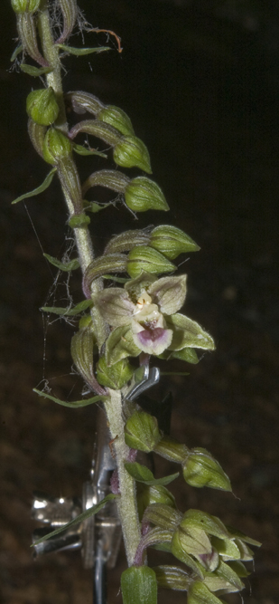 22Epi meridionalis_9604.jpg