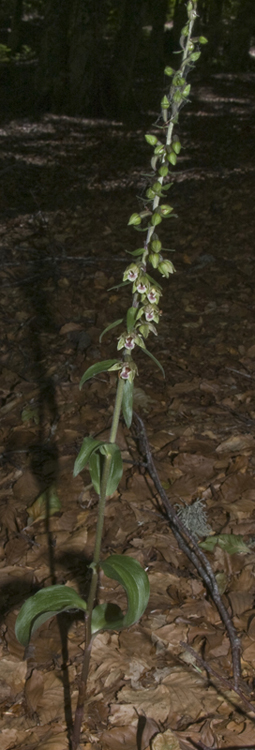 21Epi meridionalis_9594.jpg