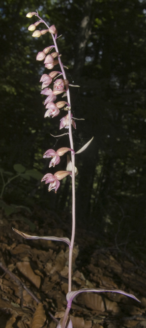 25Epi meridionalis_5099.jpg