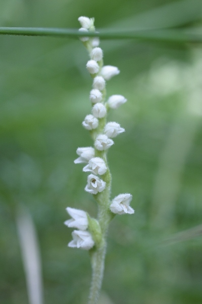 goodyera.JPG