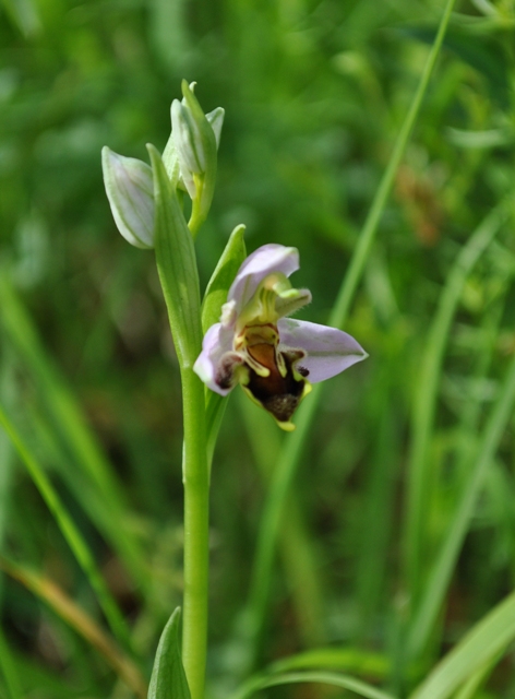 mag 2013 052.jpg
