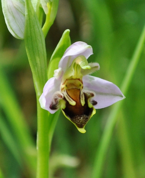 mag 2013 053.jpg
