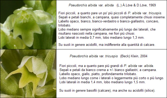 P. albida vs. tricuspis.jpg