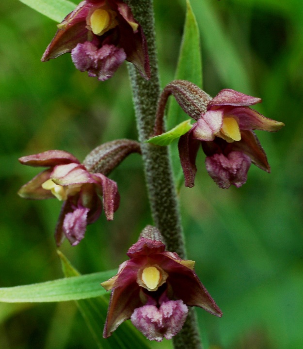 Epipactis atrorubens 7074 - Copia.JPG