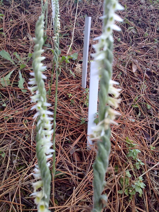 05-Spiranthes_spiralis-spighe.jpg